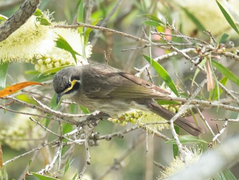 Honeyeater, Yellow-faced