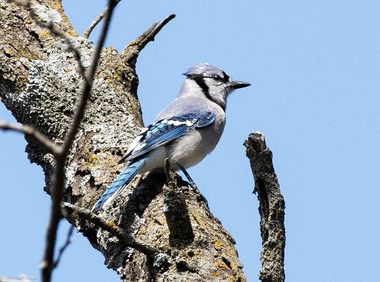 Jay, Blue