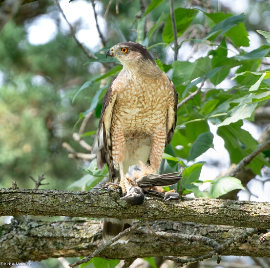 Hawk, Cooper's