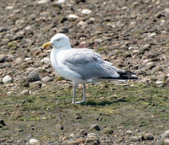 Gull, Herring