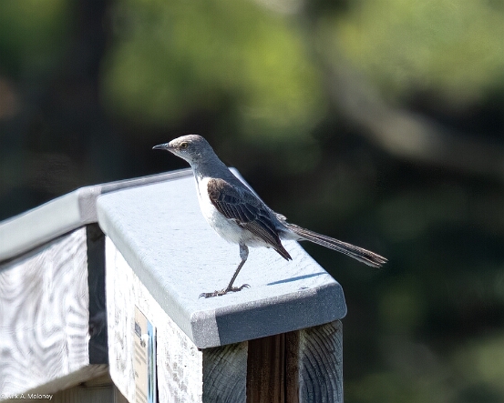 Mockingbird, Northern