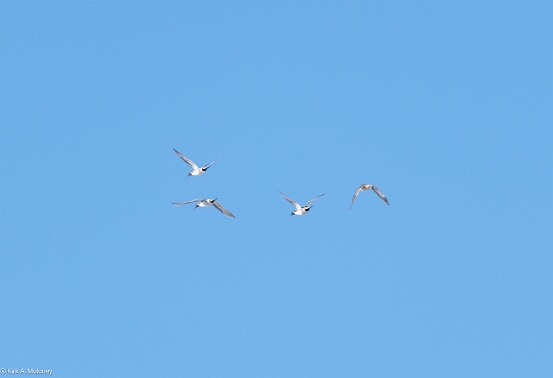 Pintaill, Northern