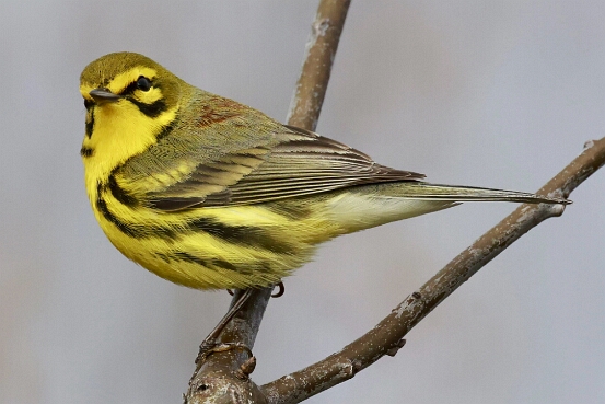 Warbler, Prairie