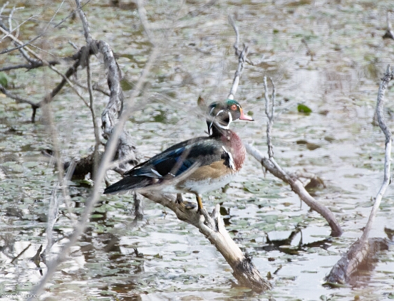 Duck, Wood