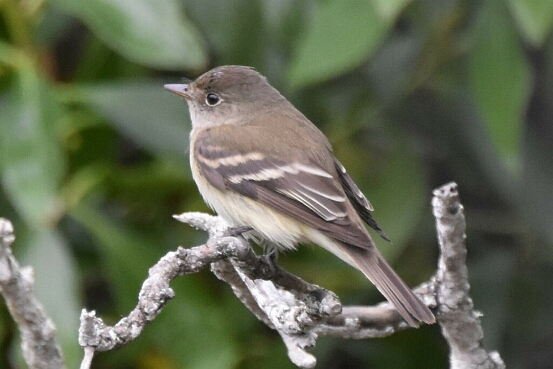 Flycatcher, Alder