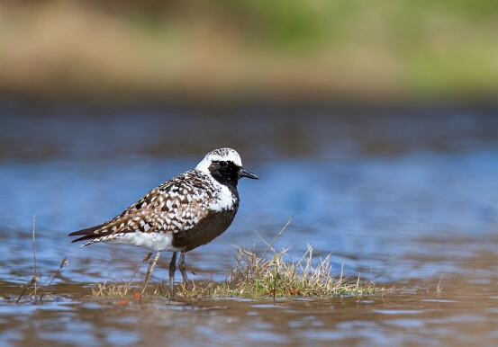Plover, Black-bellied