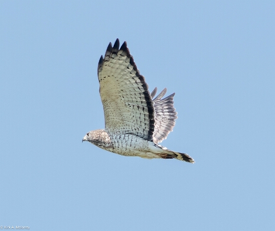 Hawk, Broad-winged