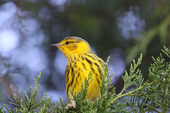 Warbler, Cape May