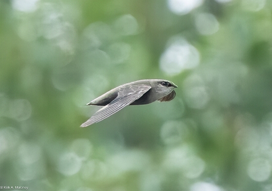 Species Patterns