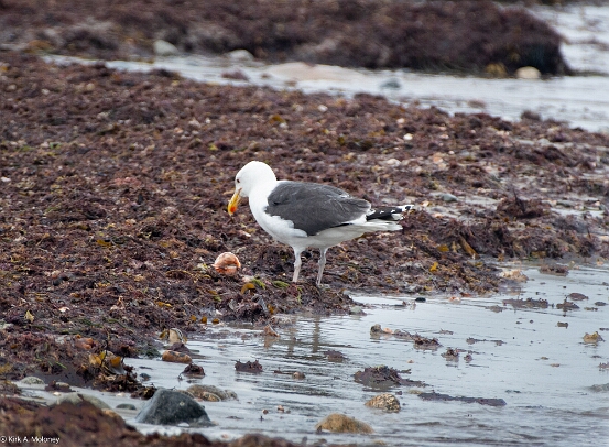 Gull, Great Black-backed