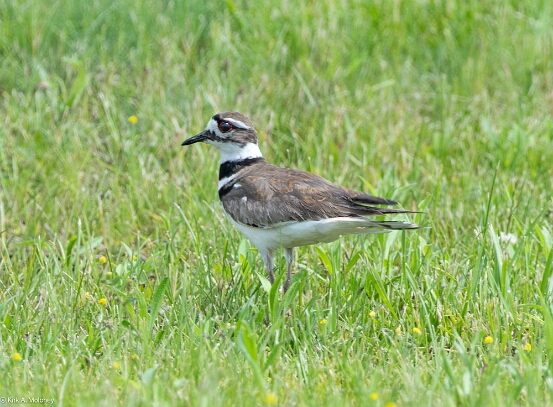 Killdeer