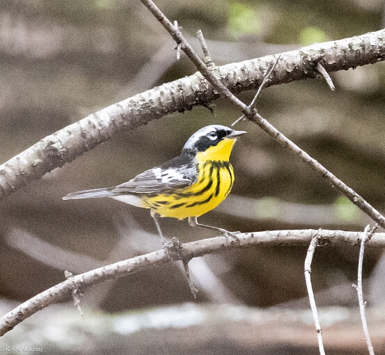 Warbler, Magnolia