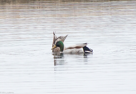 Mallard