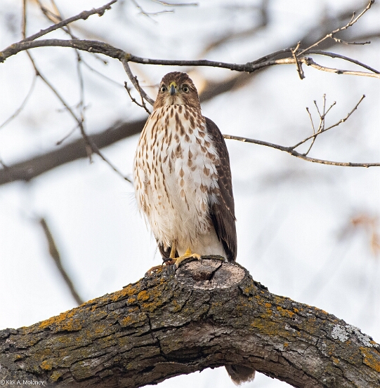 Hawk, Sharp-shinned