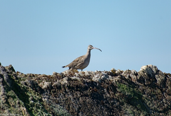 Whimbrel