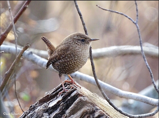 Wren, Winter