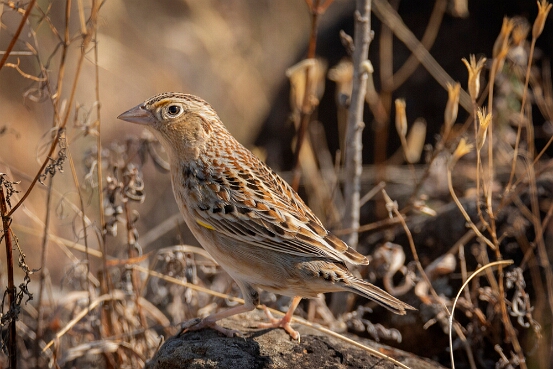 Sparrow, Grasshopper