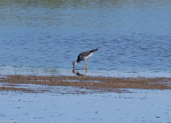 Yellowlegs, Greater