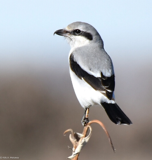 Shrike, Northern