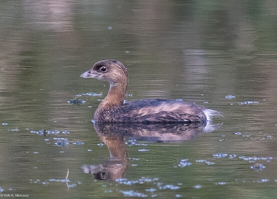 Grebe, Pied-billed