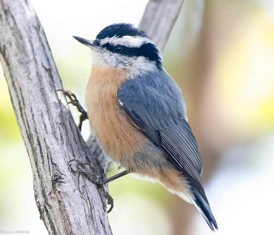 Nuthatch, Red-breasted