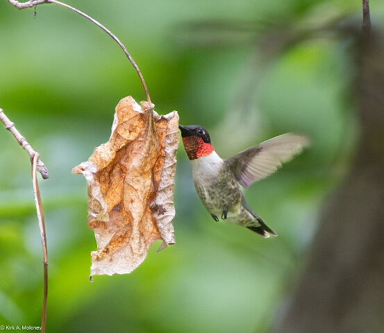 Hummingbird, Ruby-throated