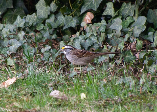 Sparrow, White-throated