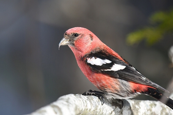 Crossbill, White-winged