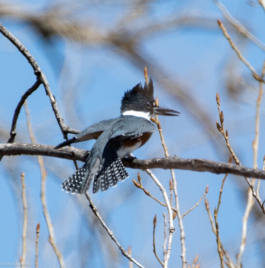 Kingfisher, Belted