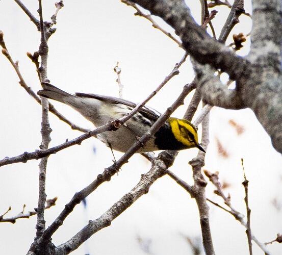 Warbler, Black-throated Green