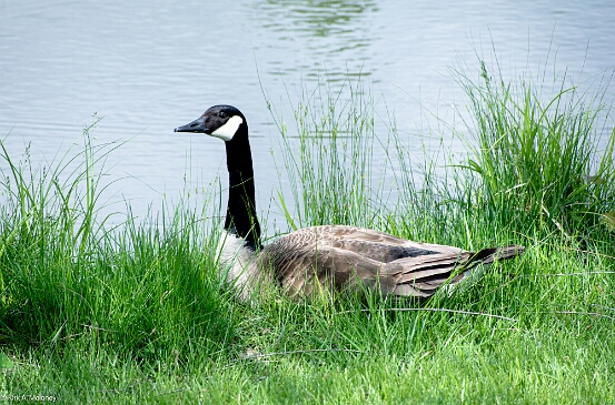 Goose, Canada