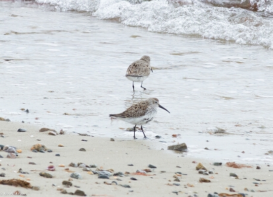 Dunlin