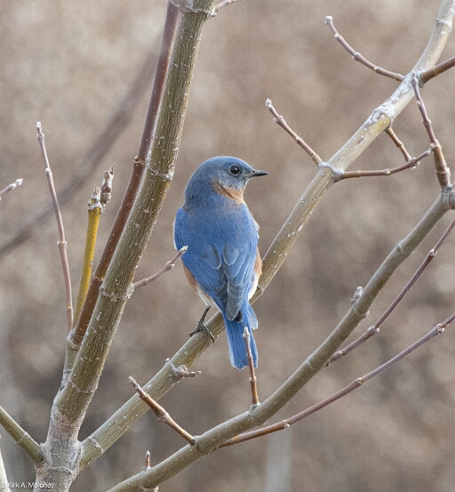 Bluebird, Eastern
