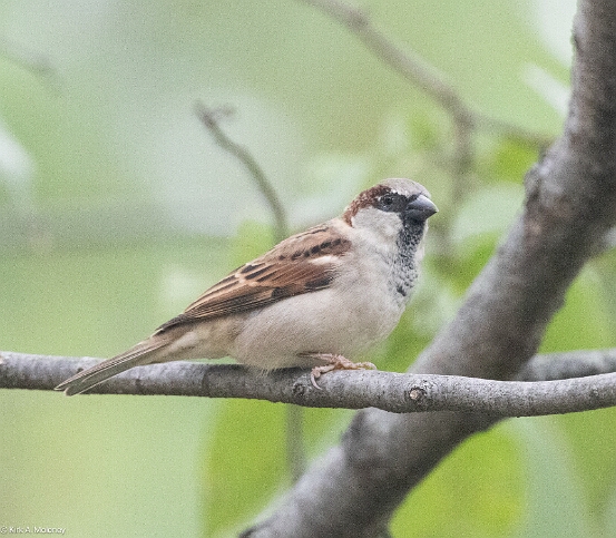 Sparrow, House