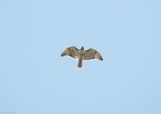 Hawk, Red-tailed