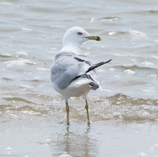 Gull, Ring-billed