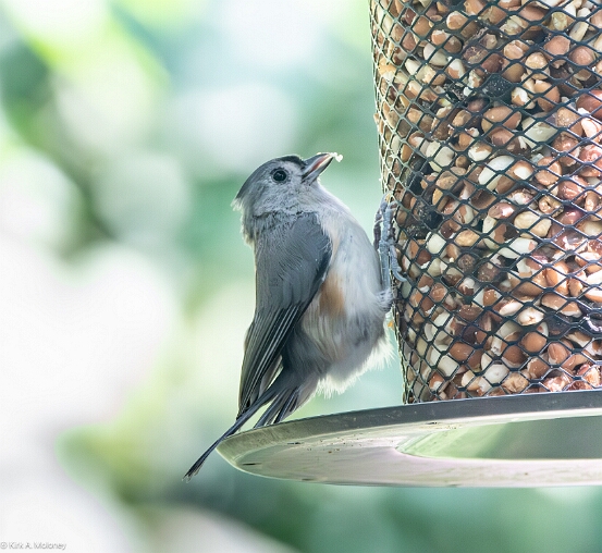 Titmouse, Tufted