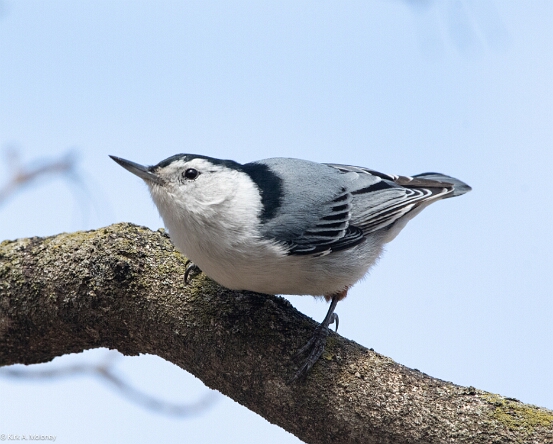 Nuthatch, White-breasted